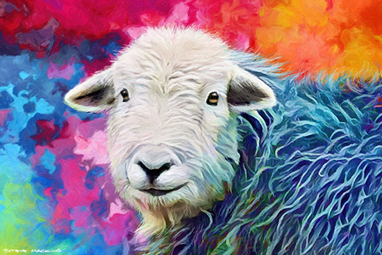 Herdwick Sheep Ewe ~ Lake District Wildlife Print