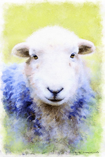 Herdy Ewe Watercolour VI