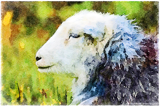 Herdy Ewe Watercolour V