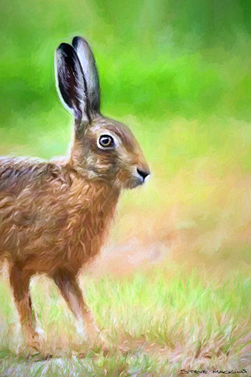 Lakeland Hare