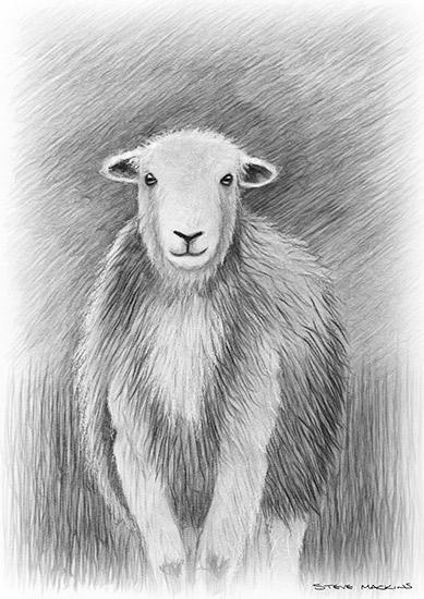 Herdwick Sheep Pencil Sketch