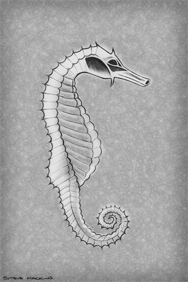 Seahorse Pencil Sketch