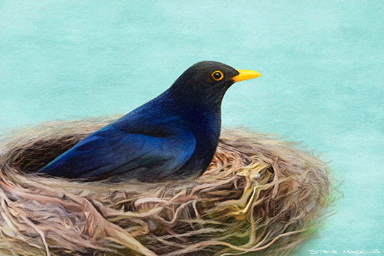 Nesting Blackbird