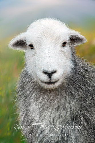 Lake District Wildlife Art Print