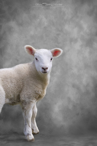 Lake District Wildlife Art Print