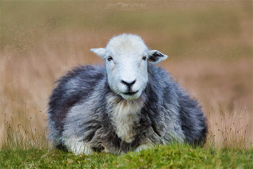 Lake District Wildlife Art Print