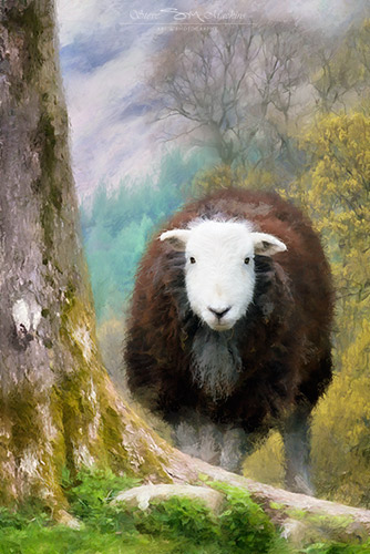 Lake District Wildlife Art Print