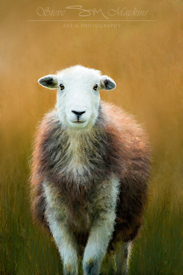 Lake District Wildlife Art Print