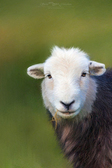 Lake District Wildlife Art Print