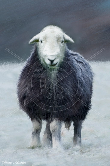 Lake District Wildlife Art Print