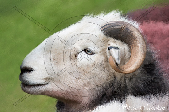 Lake District Wildlife Art Print