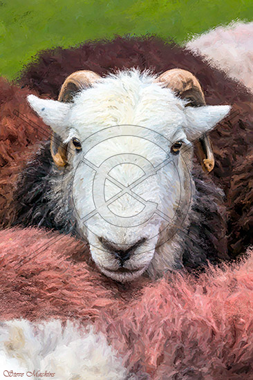 Lake District Wildlife Art Print