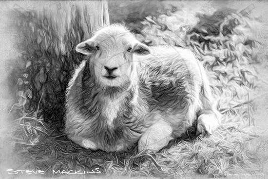 Lake District Wildlife Art Print