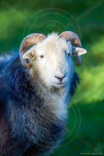 Lake District Wildlife Art Print