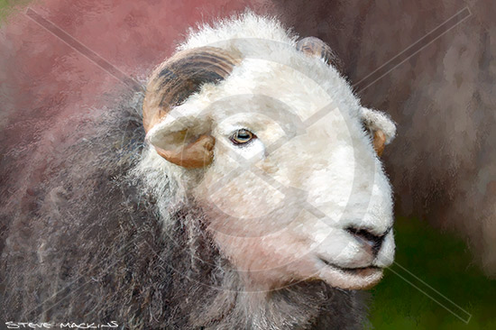 Lake District Wildlife Art Print