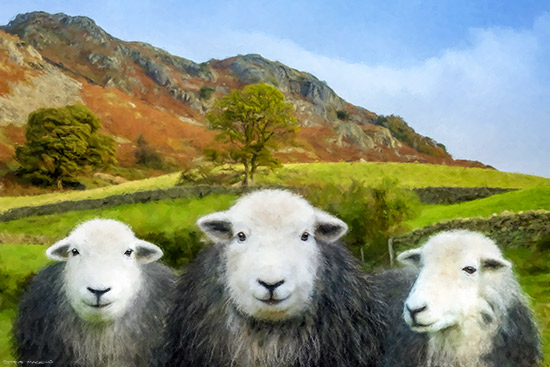 Lake District Wildlife Art Print