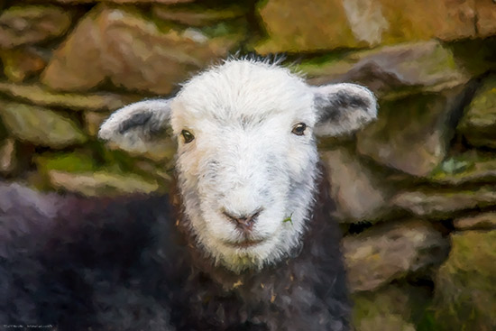 Lake District Wildlife Art Print