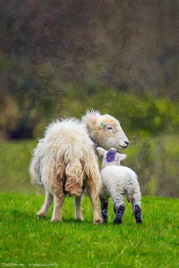 Lake District Wildlife Art Print