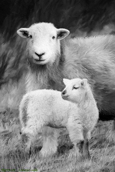 Lake District Wildlife Art Print