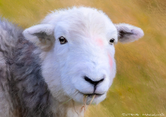 Lake District Wildlife Art Print