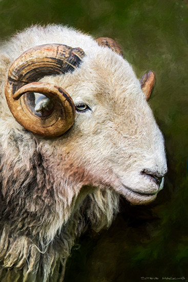 Lake District Wildlife Art Print