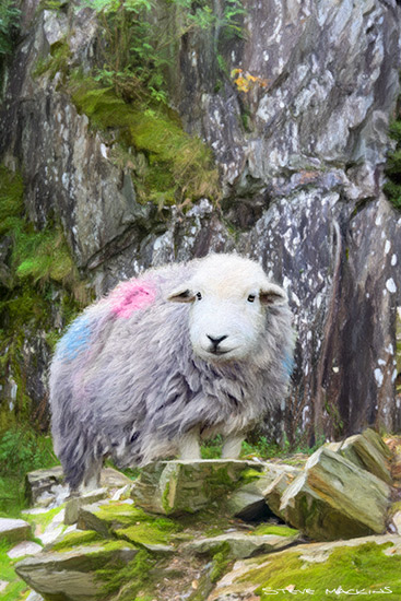 Lake District Wildlife Art Print