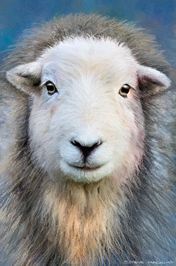 Lake District Wildlife Art Print