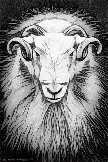 Lake District Wildlife Art Print