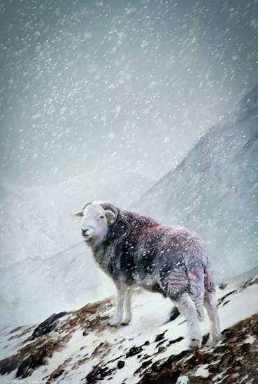 Lake District Wildlife Art Print