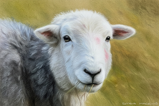 Lake District Wildlife Art Print