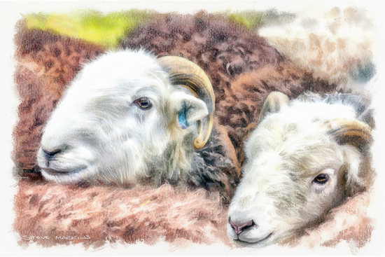 Lake District Wildlife Art Print