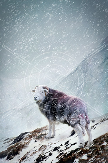 Lake District Wildlife Art Print