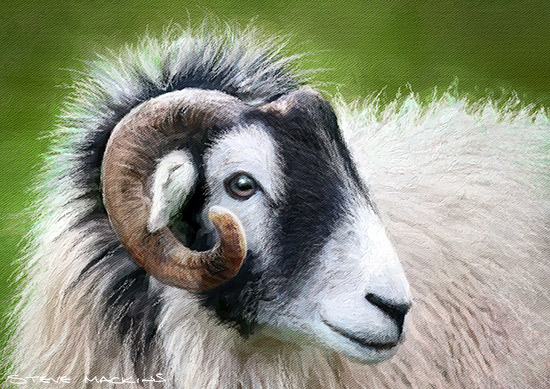 Swaledale Sheep Painting Art Print
